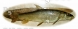 Риболовен трофей бяла мряна 4.850 kg
