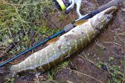 Float, 	Northern pike
